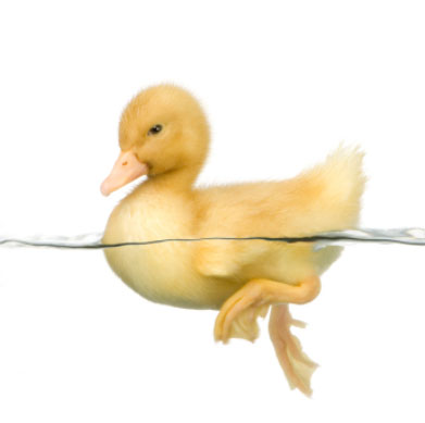 Swimming Duck